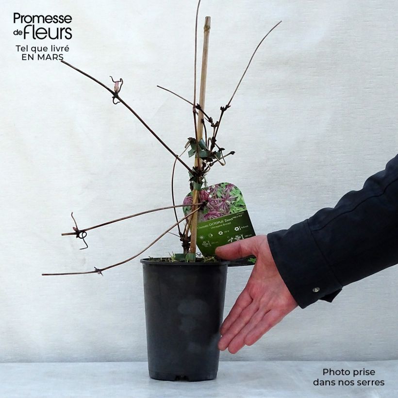 Exemplaar van Clematis Octopus - Kleinbloemige clematis Pot van 2 l/3 l zoals geleverd in de lente