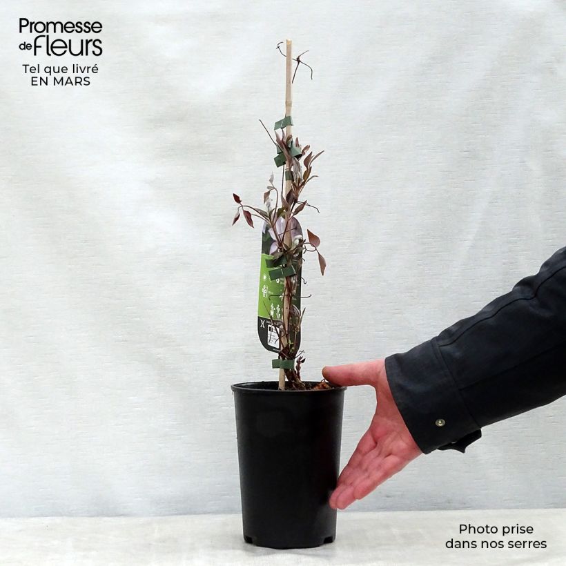 Exemplaar van Clematis patens Omoshiro - Bosrank Pot van 2 l/3 l zoals geleverd in de lente