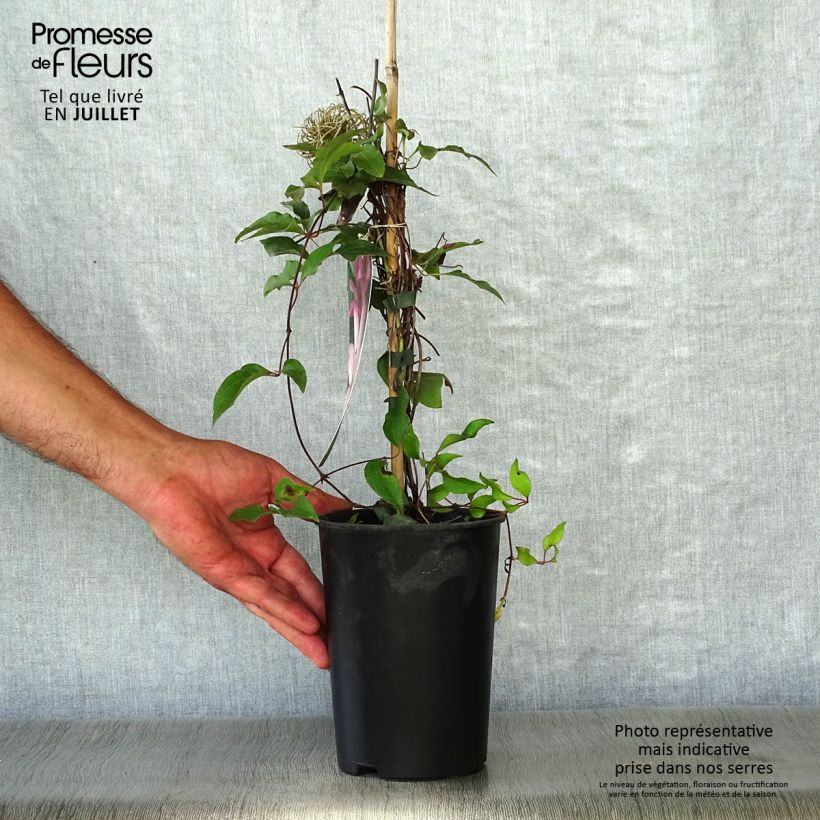 Exemplaar van Clematis patens Omoshiro - Bosrank Pot van 2 l/3 l zoals geleverd in de zomer