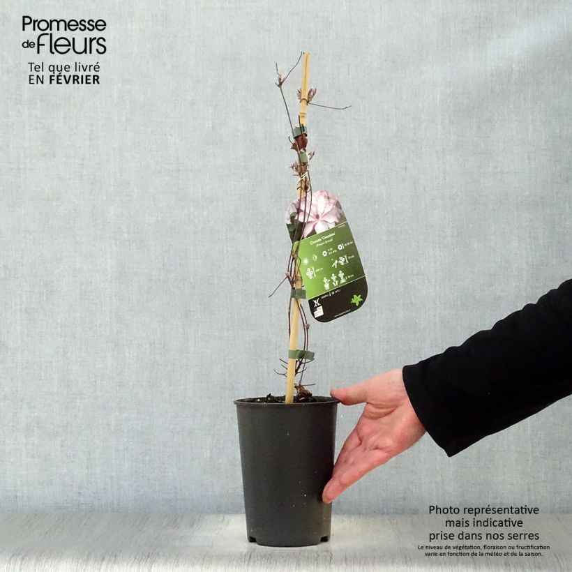 Example of Clématite - Clematis Omoshiro Pot van 2 l/3 l as you get in hiver
