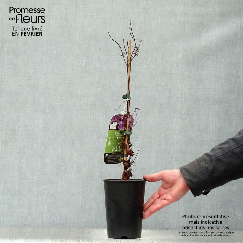 Example of Clématite - Clematis Palette  Pot van 2 l/3 l as you get in hiver