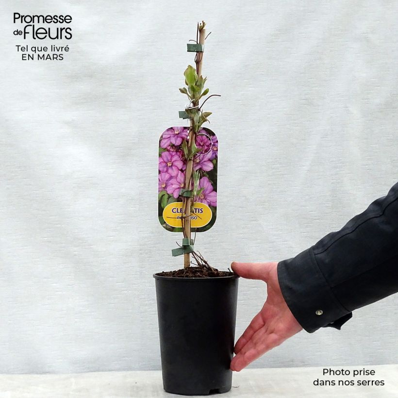 Exemplaar van Clematis Paradiso - Grootbloemige bosrank Pot van 2 l/3 l zoals geleverd in de lente