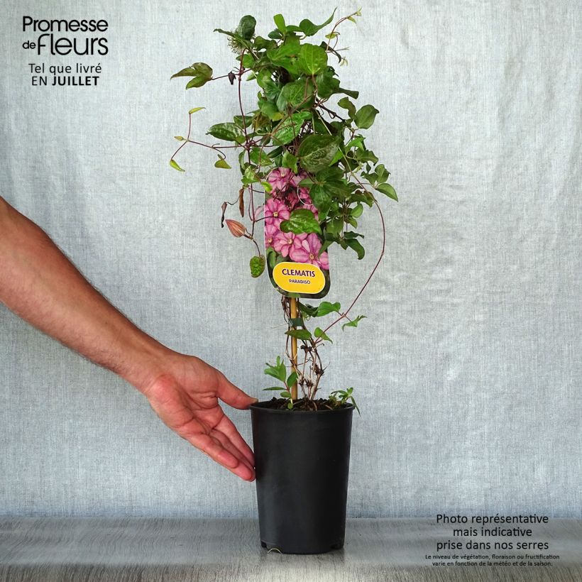 Exemplaar van Clematis Paradiso - Grootbloemige bosrank Pot van 2 l/3 l zoals geleverd in de zomer