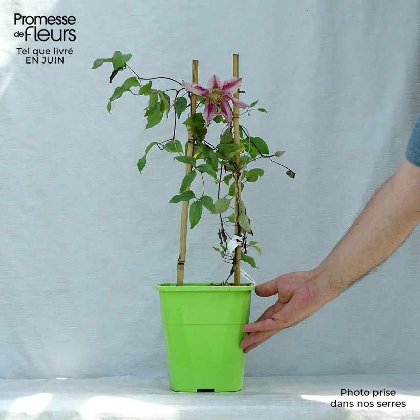 Exemplaar van Clematis Patricia Ann Fretwell Pafar - Grootbloemige clematis Pot van 1,5 l/2 l zoals geleverd in de zomer
