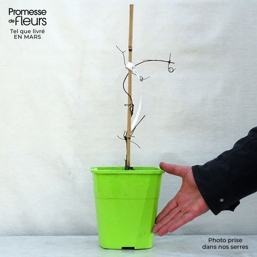 Exemplaar van Clematis Patricia Ann Fretwell Pafar - Grootbloemige clematis Pot van 1,5 l/2 l zoals geleverd in de lente