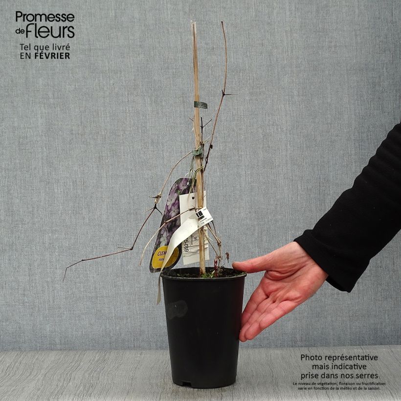 Example of Clématite -Clematis Pernille Pot van 2 l/3 l as you get in hiver