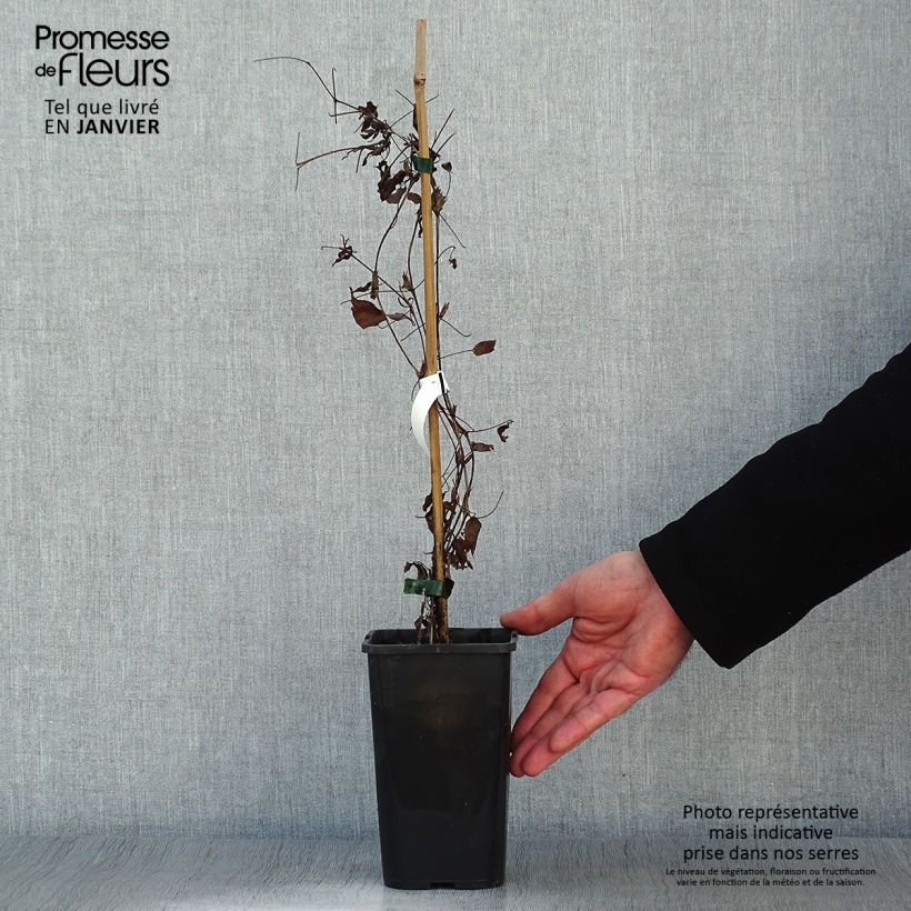 Example of Clématite - Clematis Picardy Pot van 1,5 l/2 l as you get in hiver