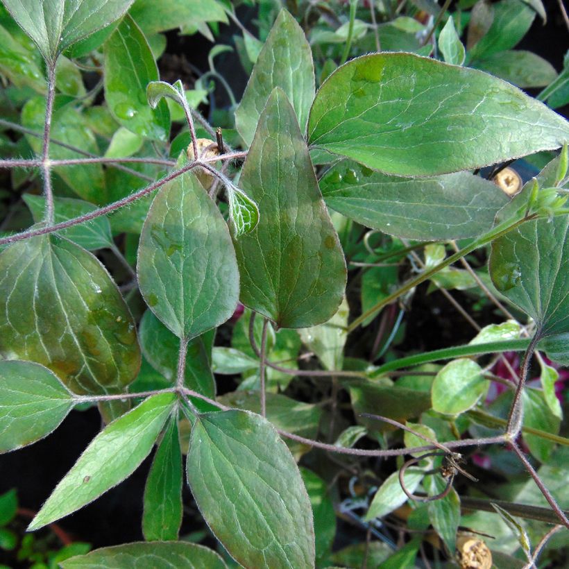 Clematis patens Picotee- Bosrank (Foliage)