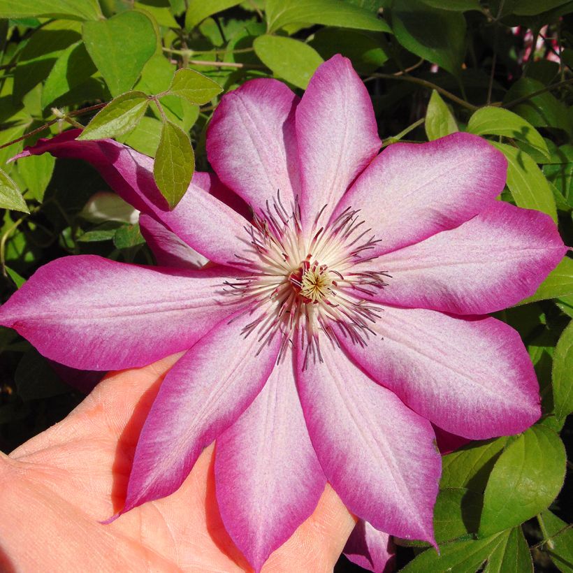 Clematis patens Picotee- Bosrank (Flowering)