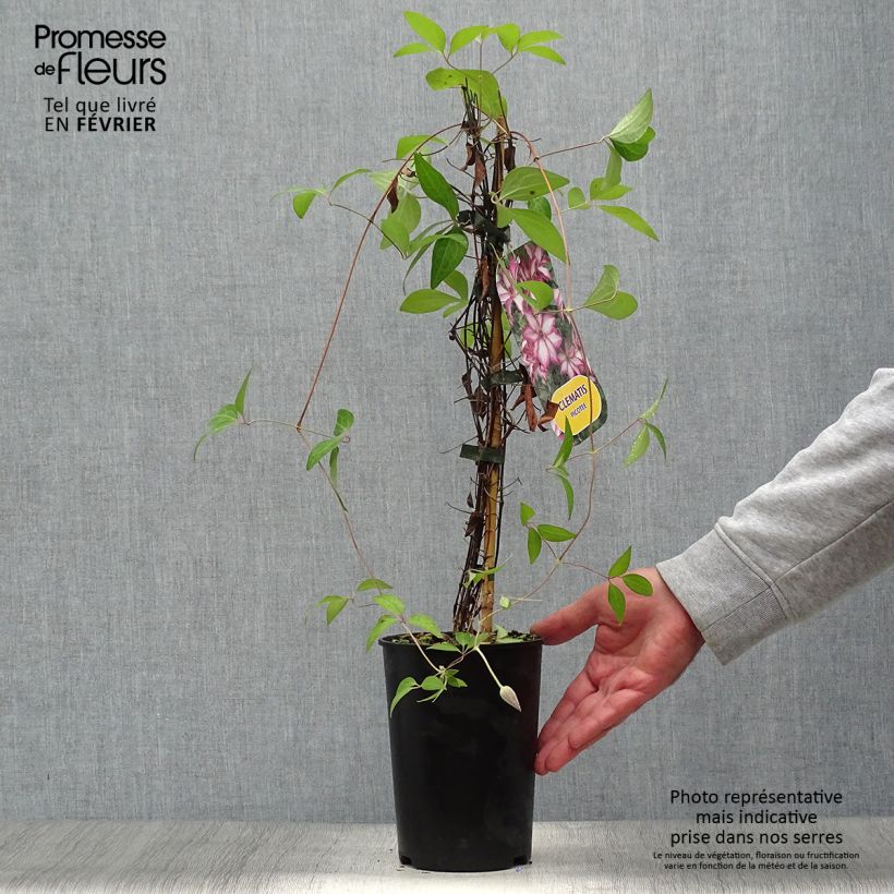 Exemplaar van Clematis patens Picotee- Bosrank Pot van 2 l/3 l zoals geleverd in de herfst