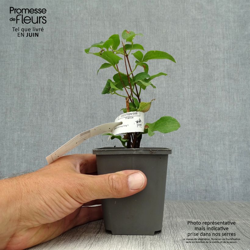 Exemplaar van Clematis patens Piilu - Bosrank Kweekpotje van 8/9 cm zoals geleverd in de zomer