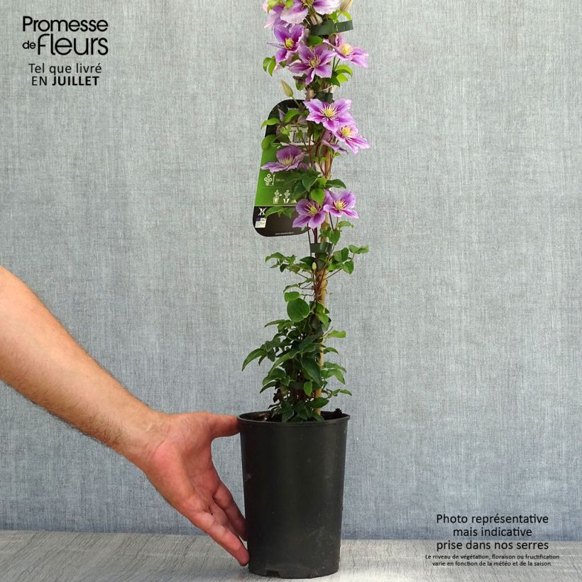 Exemplaar van Clematis patens Piilu - Bosrank Pot van 2 l/3 l zoals geleverd in de zomer
