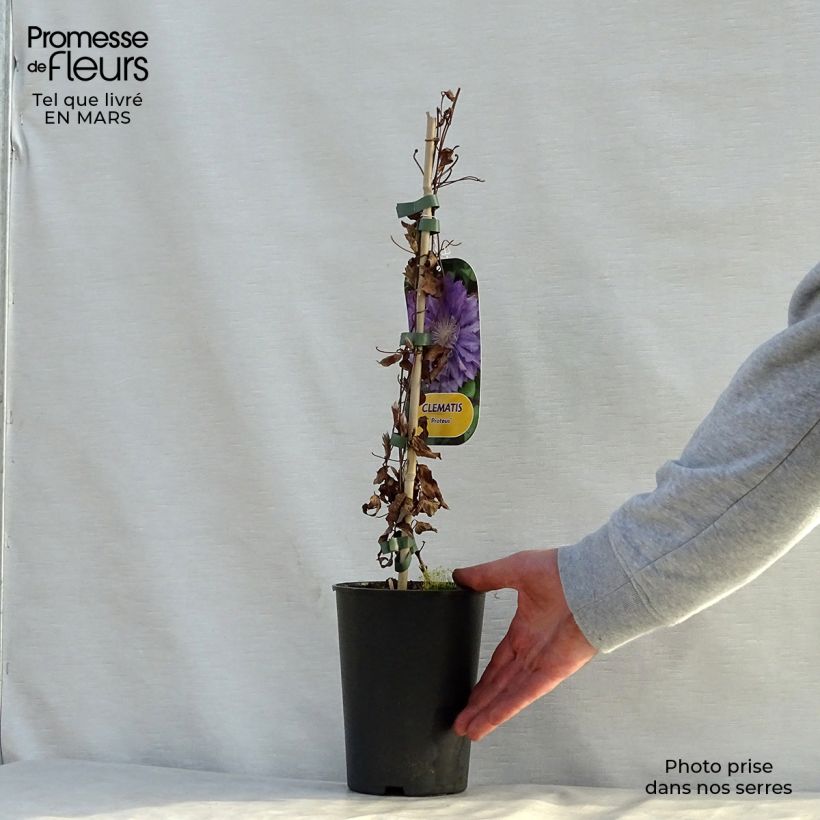 Exemplaar van Clematis patens Proteus - Bosrank Pot van 2 l/3 l zoals geleverd in de lente
