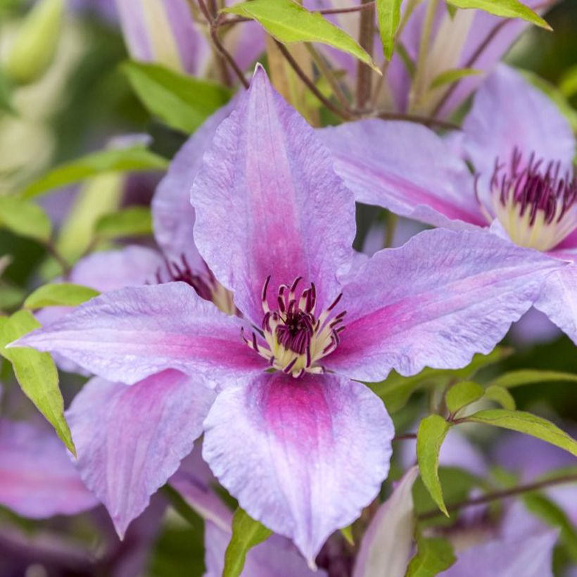 Clematis Proud Mary - Grootbloemige clematis (Flowering)