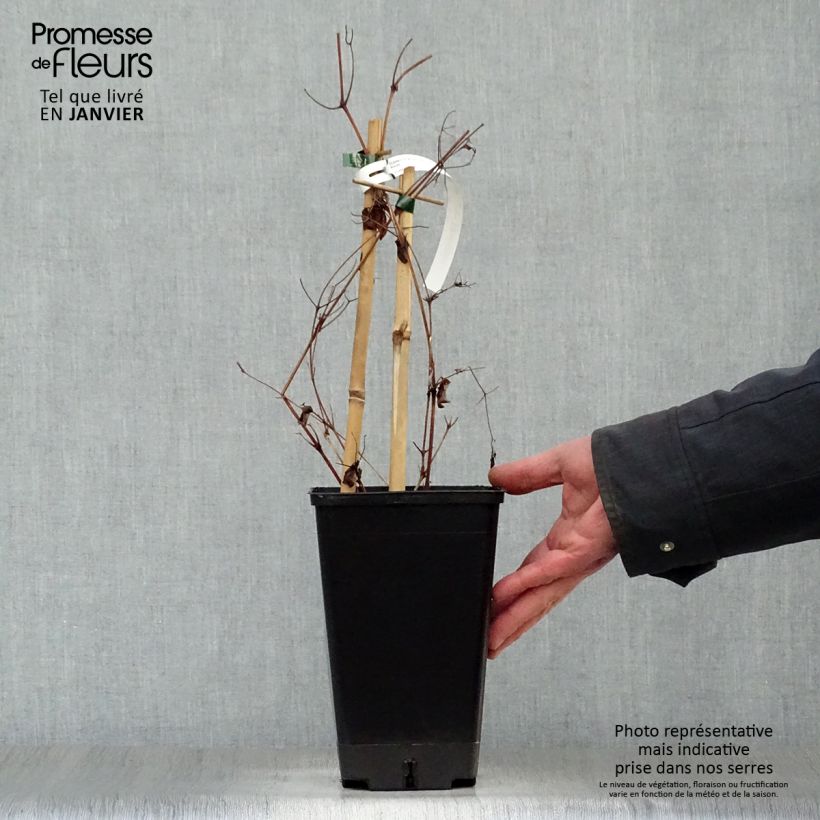 Example of Clematis patens Rebecca Evipo016 - Bosrank Pot van 2 l/3 l as you get in hiver