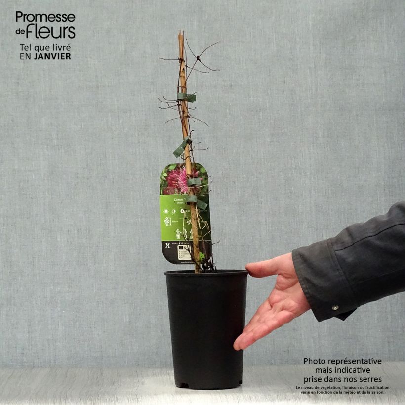 Example of Clématite - Clematis Red Star Pot van 1,5 l/2 l as you get in hiver