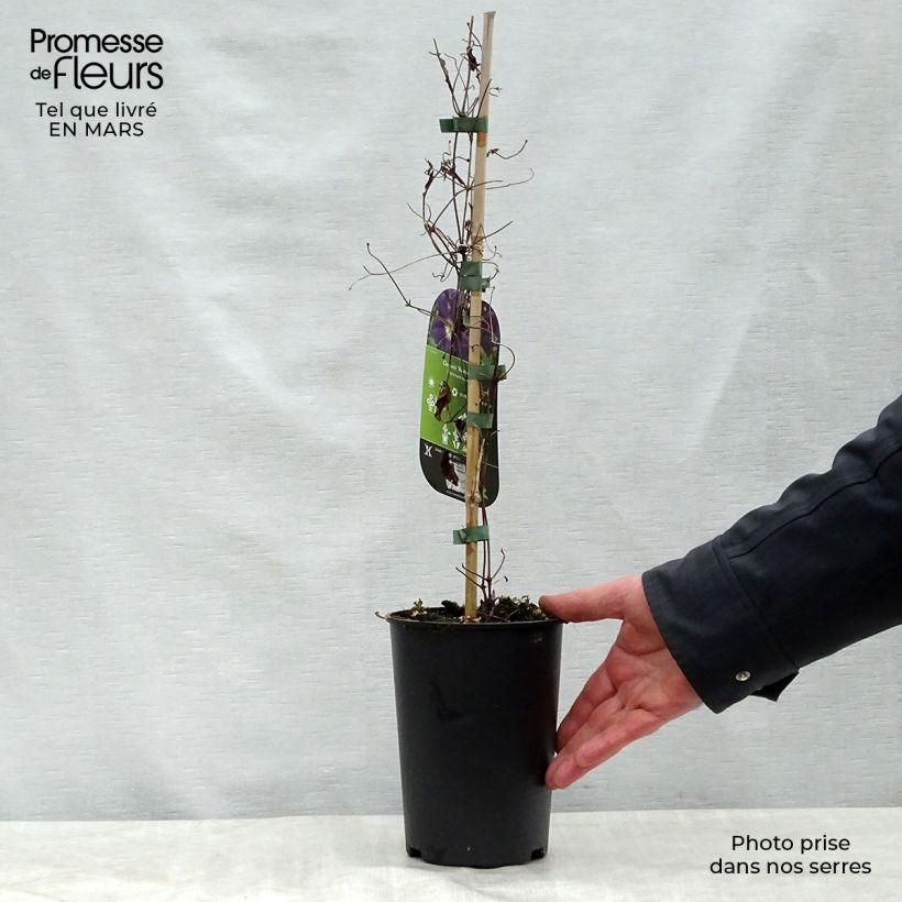 Exemplaar van Clematis Romantika - Grootbloemige clematis Pot van 2 l/3 l zoals geleverd in de lente