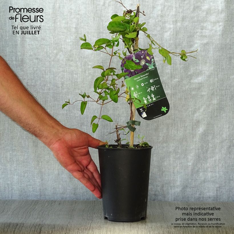 Exemplaar van Clematis Romantika - Grootbloemige clematis Pot van 2 l/3 l zoals geleverd in de zomer