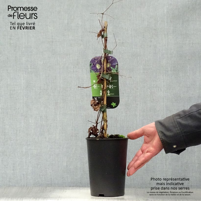 Example of Clematis Romantika - Grootbloemige clematis Pot van 2 l/3 l as you get in hiver