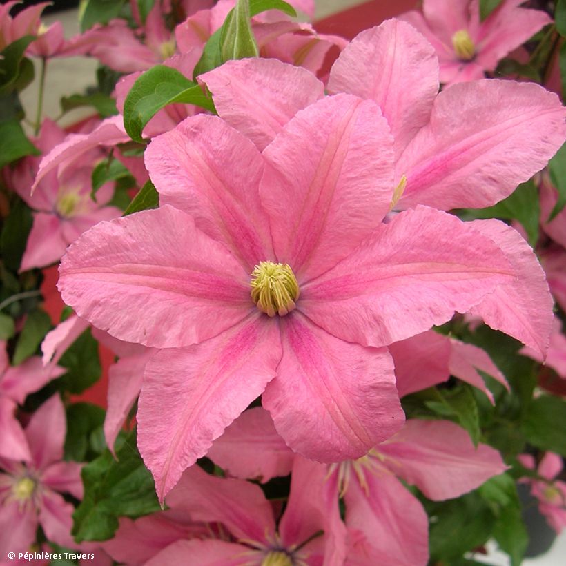 Clematis patens Rosamunde - Bosrank (Oogst)