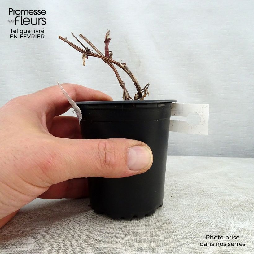 Example of Clématite - Clematis Rouge Cardinal  Kweekpotje van 8/9 cm as you get in hiver