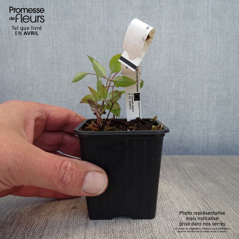 Exemplaar van Clematis Rouge Cardinal - Bosrank Kweekpotje van 8/9 cm zoals geleverd in de lente