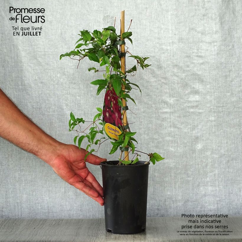 Exemplaar van Clematis Rouge Cardinal - Bosrank Pot van 2 l/3 l zoals geleverd in de zomer
