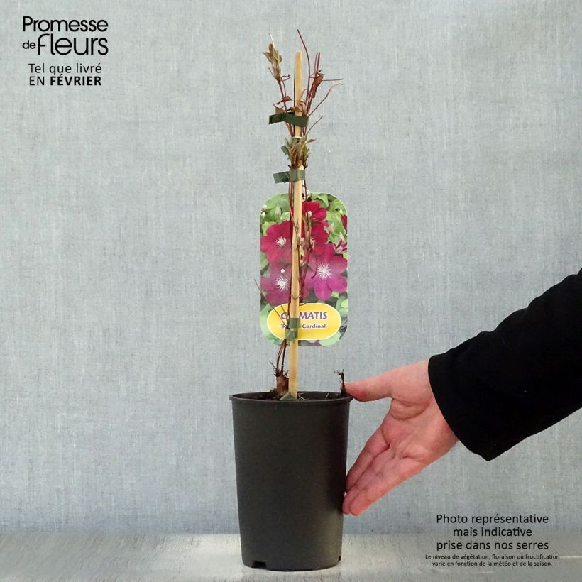 Example of Clématite - Clematis Rouge Cardinal  Pot van 2 l/3 l as you get in hiver