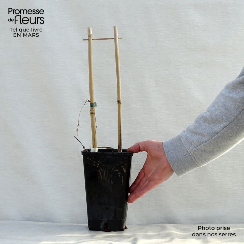 Exemplaar van Clematis SUCCESS Candy - Grootbloemige clematis Pot van 2 l/3 l zoals geleverd in de lente