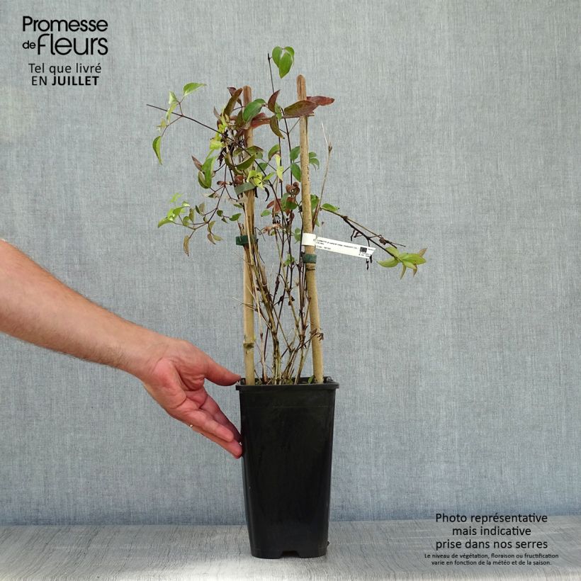 Exemplaar van Clematis diversifolia Saphyra Indigo - Kleinbloemige clematis Pot van 2 l/3 l zoals geleverd in de zomer