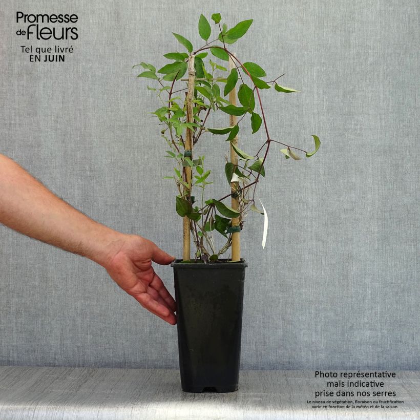 Exemplaar van Clematis diversifolia Saphyra Indigo - Kleinbloemige clematis Pot van 2 l/3 l zoals geleverd in de lente