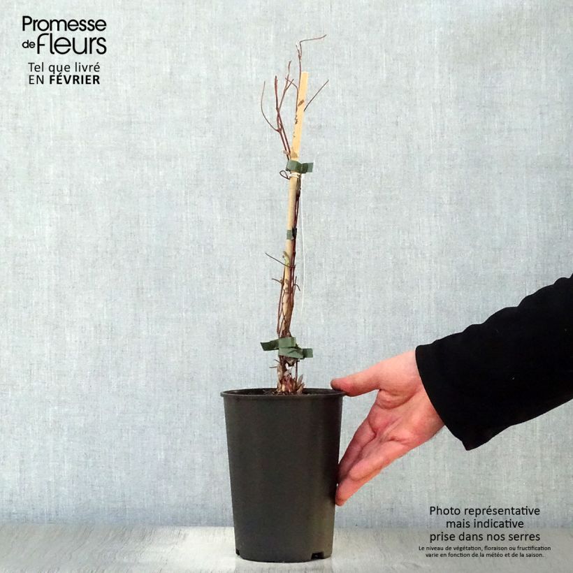 Example of Clematis patens Shin-Shigyoku - Bosrank Pot van 2 l/3 l as you get in hiver