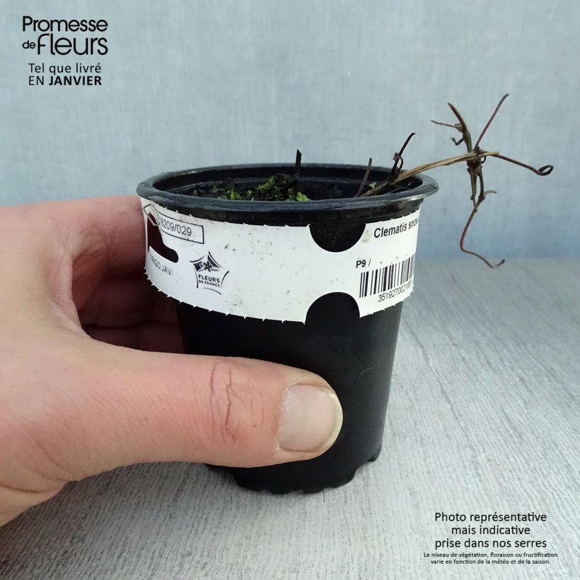 Example of Clématite - Clematis Snow Queen Kweekpotje van 8/9 cm as you get in hiver