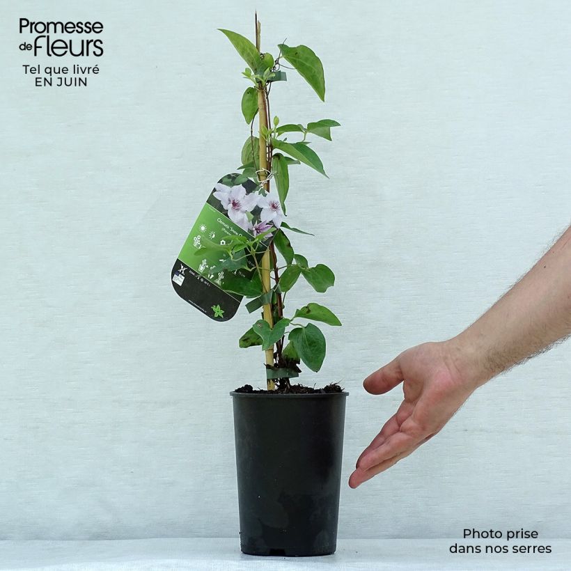 Exemplaar van Clematis patens Snow Queen - Bosrank Pot van 2 l/3 l zoals geleverd in de zomer