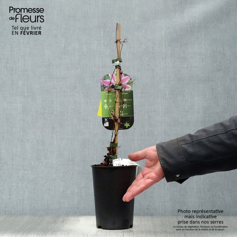 Example of Clématite - Clematis Souvenir du Capitaine Thuilleaux Pot van 2 l/3 l as you get in hiver