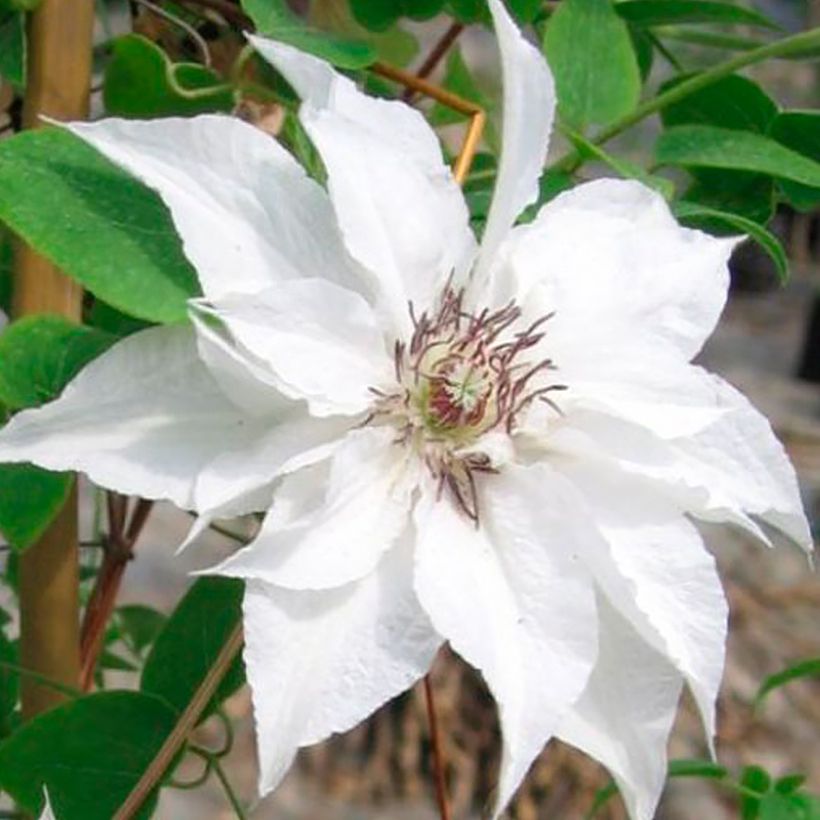 Clematis Sparkler - Grootbloemige clematis (Flowering)