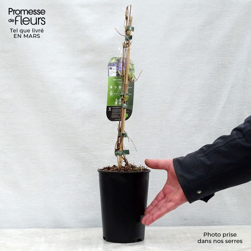 Exemplaar van Clematis Spiky - Kleinbloemige clematis Pot van 2 l/3 l zoals geleverd in de lente