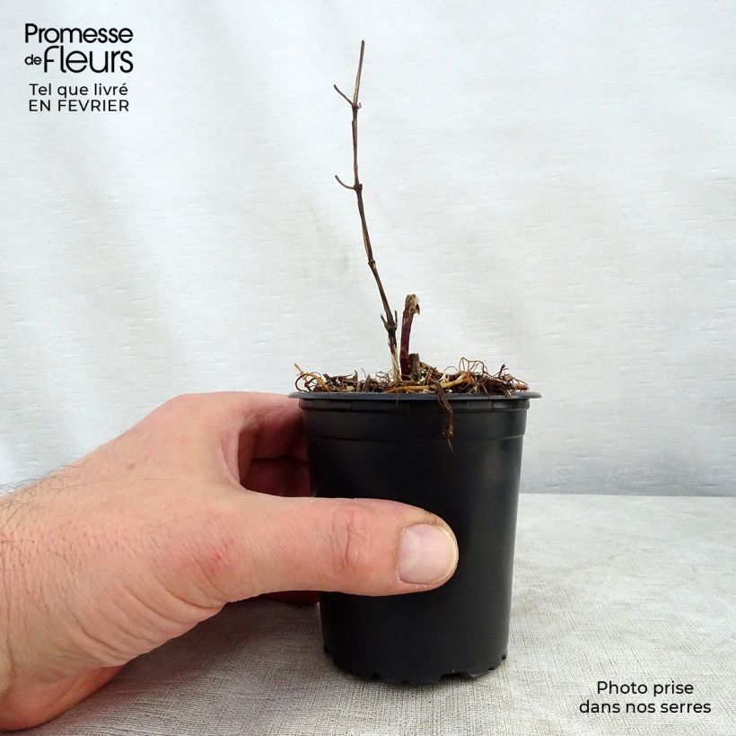 Example of Clematis Star of India - Grootbloemige clematis Kweekpotje van 8/9 cm as you get in hiver