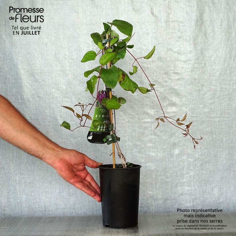 Exemplaar van Clematis Star of India - Grootbloemige clematis Pot van 2 l/3 l zoals geleverd in de zomer