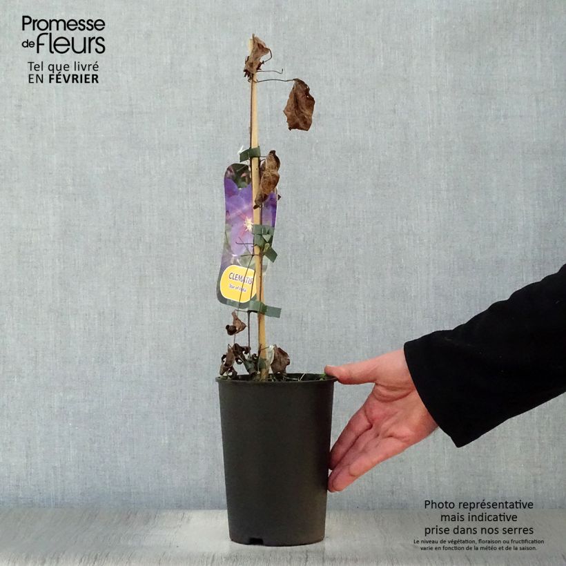 Example of Clematis Star of India - Grootbloemige clematis Pot van 2 l/3 l as you get in hiver