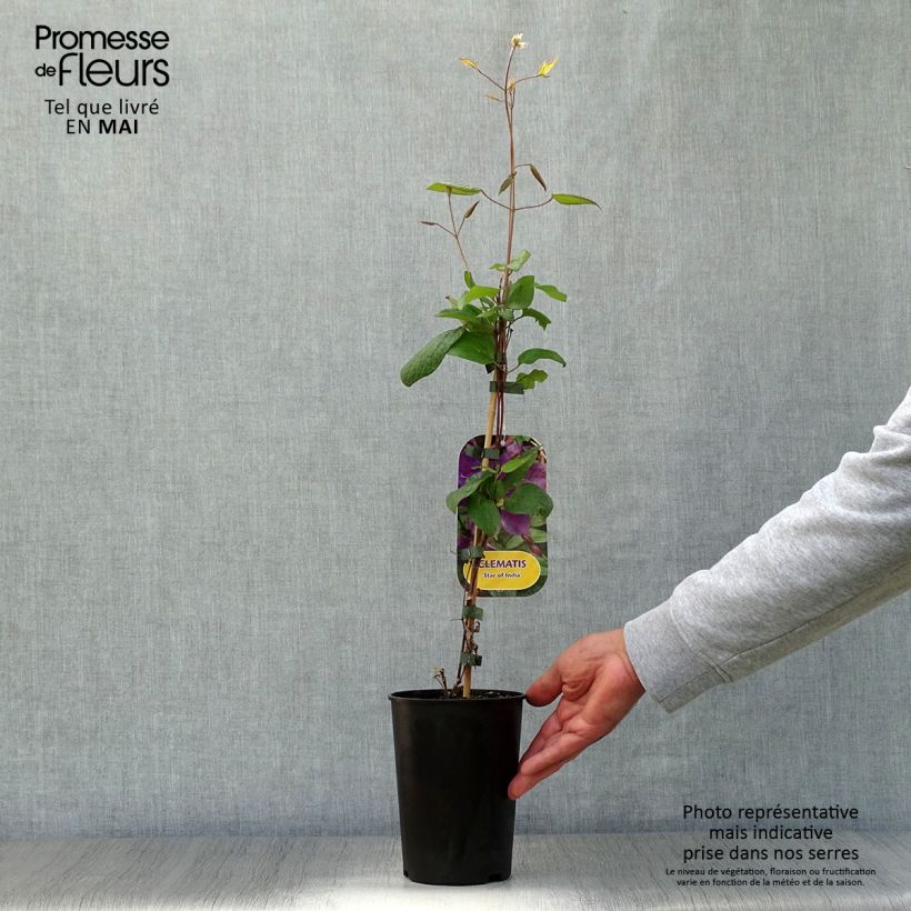 Exemplaar van Clematis Star of India - Grootbloemige clematis Pot van 2 l/3 l zoals geleverd in de lente