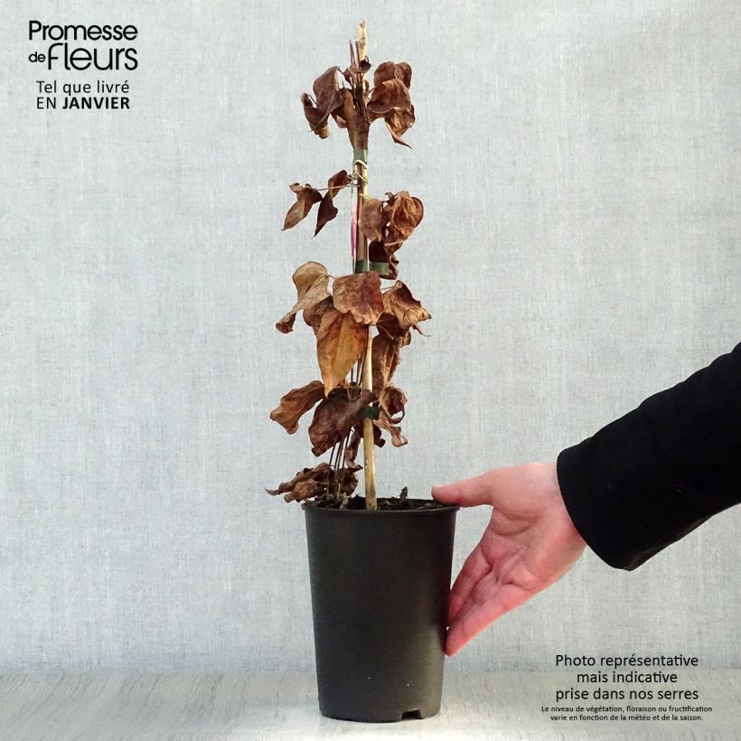 Example of Clematis Star of Pakistan - Grootbloemige clematis Pot van 2 l/3 l as you get in hiver