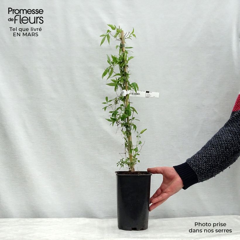 Example of Clématite - Clematis Sugar Sweet (Scented Clem) Pot van 2 l/3 l as you get in hiver