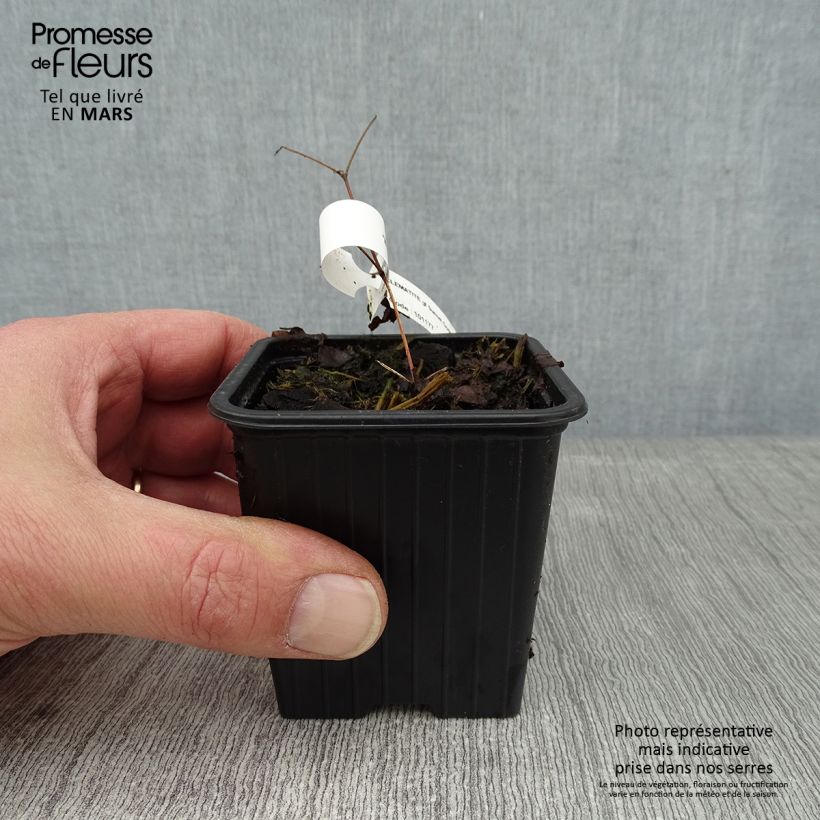 Example of Clématite - Clematis Sunset Kweekpotje van 8/9 cm as you get in hiver