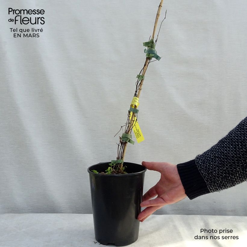 Example of Clématite - Clematis Sunset Pot van 2 l/3 l as you get in hiver