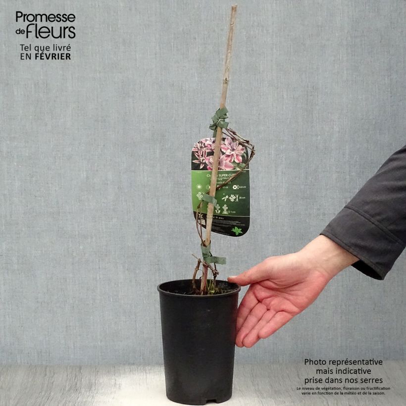 Example of Clématite - Clematis Super Cute Pot van 2 l/3 l as you get in hiver