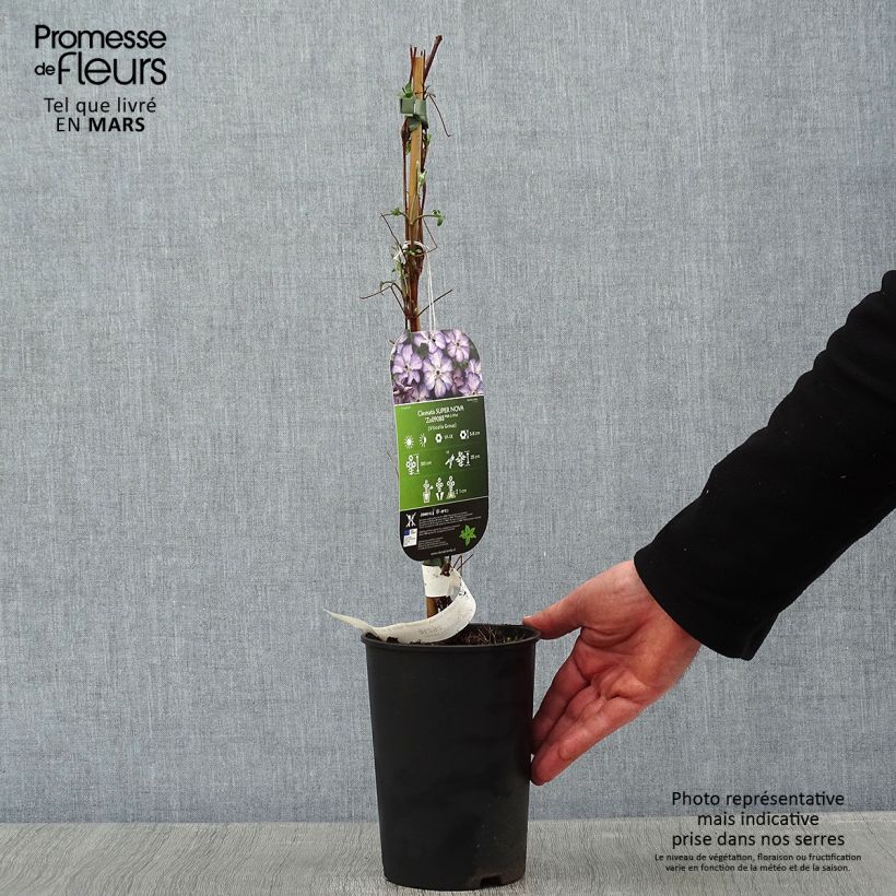 Example of Clématite - Clematis Super Nova   Pot van 2 l/3 l as you get in hiver