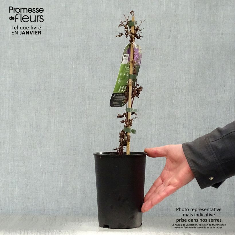 Example of Clématite - Clematis Supernight Pot van 2 l/3 l as you get in hiver