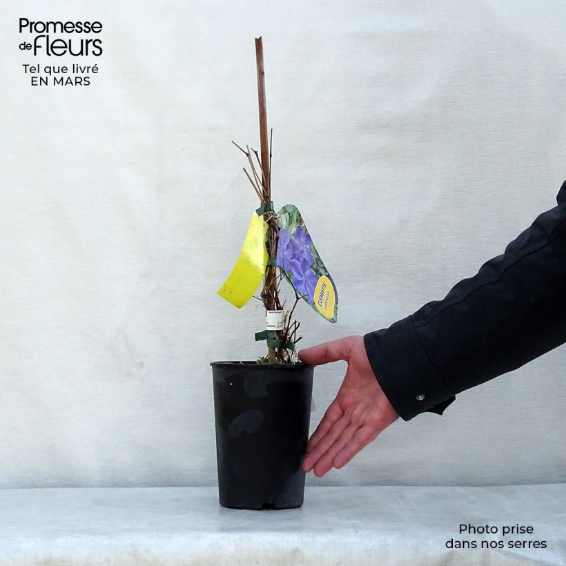 Exemplaar van Clematis Supernight - Italiaanse clematis Pot van 2 l/3 l zoals geleverd in de lente