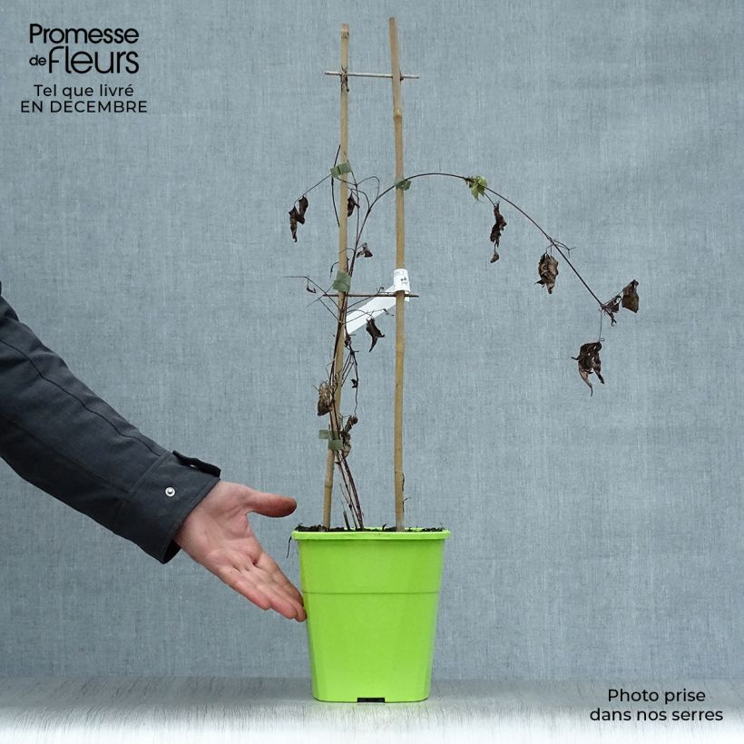 Example of Clematis Taiga - Grootbloemige clematis Pot van 3 l/4 l as you get in hiver